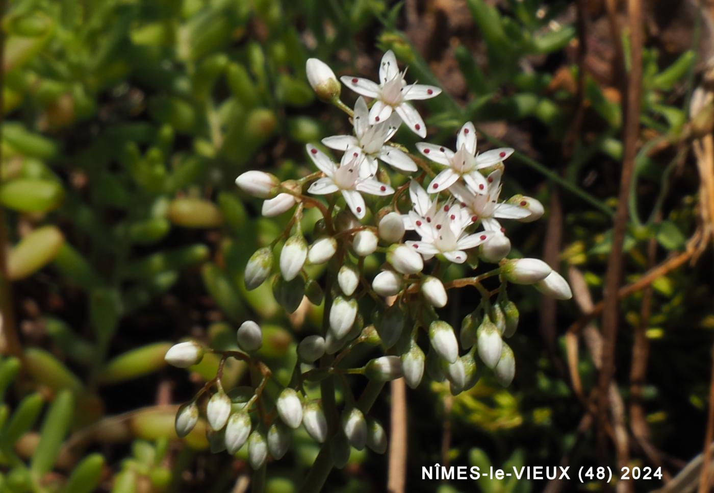 Stonecrop, White flower